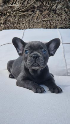 BLUE EYE FRENCH BULLDOG ÇİFTLİKTEN