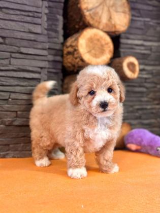 ZEKASIYLA BÜYÜLEYEN HİPOALERJENİK 3 AYLIK MALTİPOO