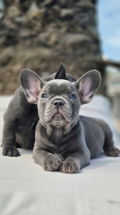 FRENCH BULLDOG YAVRULARI ÇİFTLİKTEN