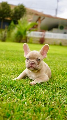 FRENCH BULLDOG YAVRULARI ÇİFTLİKTEN
