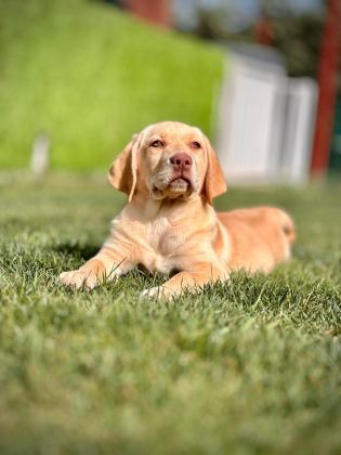 LABRADOR RETRİEVER YAVRULARI SAĞLIK VE IRK GARANTİLİ