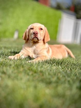 LABRADOR RETRİEVER YAVRULARI SAĞLIK VE IRK GARANTİLİ