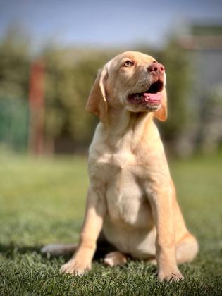 LABRADOR RETRİEVER YAVRULARI SAĞLIK VE IRK GARANTİLİ