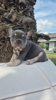 BLUE EYE FRENCH BULLDOG ÇİFTLİKTEN