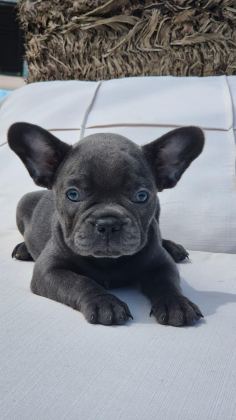 BLUE EYE FRENCH BULLDOG ÇİFTLİKTEN