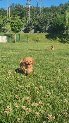 İPEKSİ TÜYLÜ NEŞE KÜPÜ MALTİPOO YAVRULARI