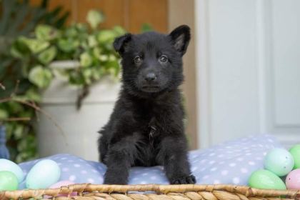 LONG HAİR BLACK ALMAN KURDU YAVRULARI