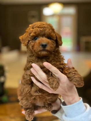 TEDDY SURAT KORE KAN POODLE YAVRULARIMIZ