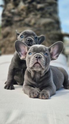 FRENCH BULLDOG YAVRULARI ÇİFTLİKTEN
