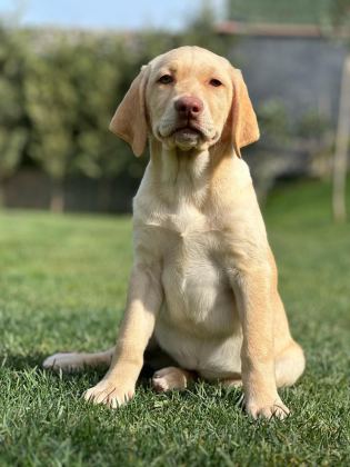 LABRADOR RETRİEVER YAVRULARI SAĞLIK VE IRK GARANTİLİ