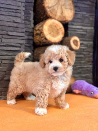ZEKASIYLA BÜYÜLEYEN HİPOALERJENİK 3 AYLIK MALTİPOO