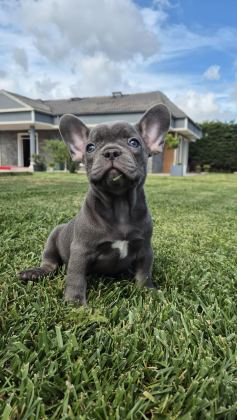 BLUE FRENCH BULLDOG YAVRULARI İSTANBUL