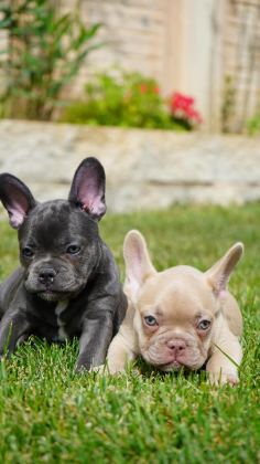 FRENCH BULLDOG YAVRULARI ÇİFTLİKTEN