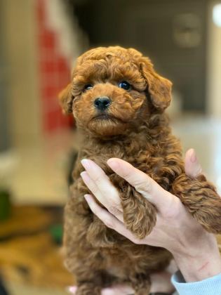 TEDDY SURAT KORE KAN POODLE YAVRULARIMIZ