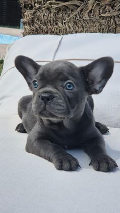 BLUE EYE FRENCH BULLDOG ÇİFTLİKTEN
