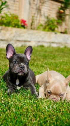 FRENCH BULLDOG YAVRULARI ÇİFTLİKTEN