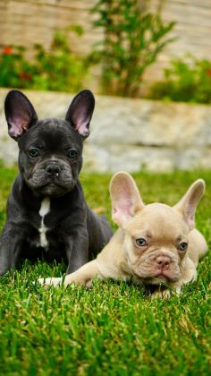 FRENCH BULLDOG YAVRULARI ÇİFTLİKTEN