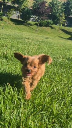 İPEKSİ TÜYLÜ NEŞE KÜPÜ MALTİPOO YAVRULARI