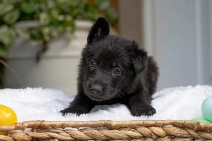 LONG HAİR BLACK ALMAN KURDU YAVRULARI
