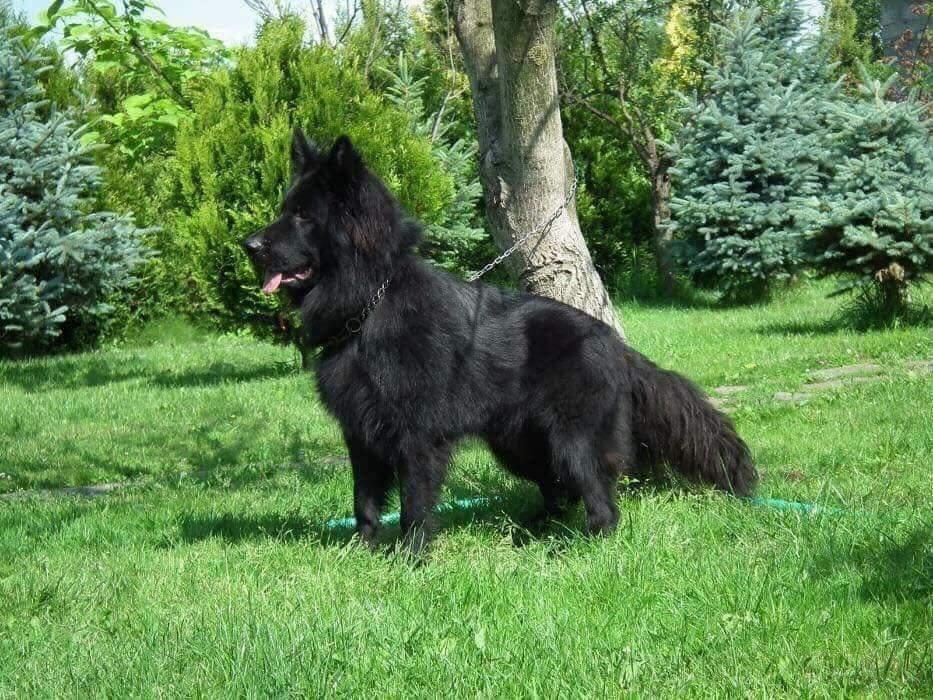 LONG HAİR BLACK ALMAN KURDU YAVRULARI