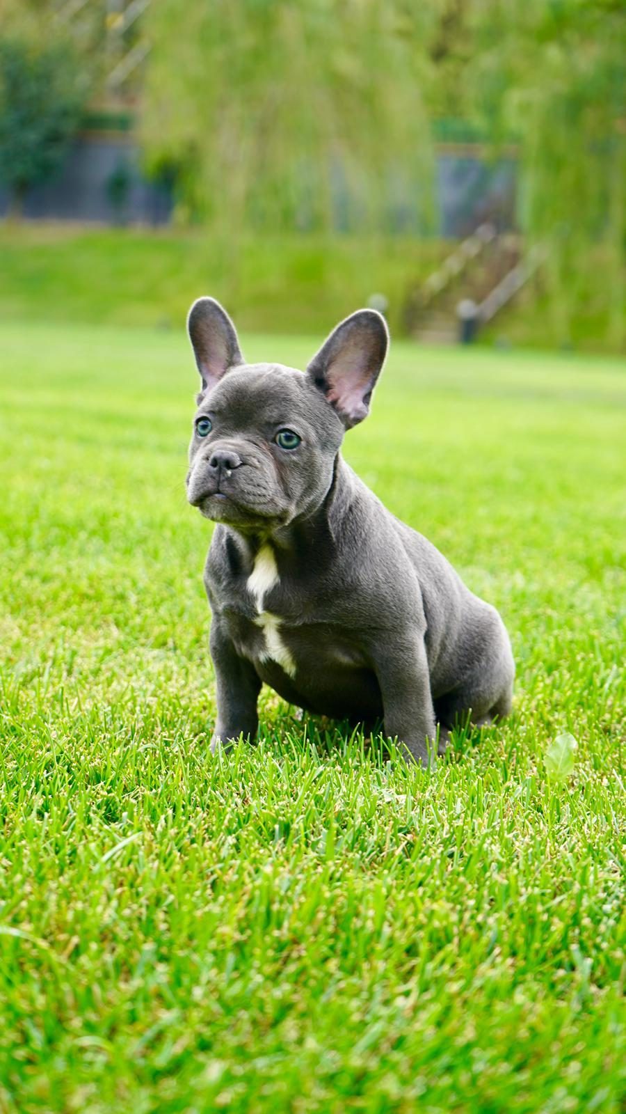 FRENCH BULLDOG YAVRULARI ÇİFTLİKTEN