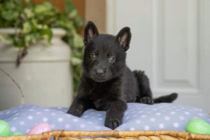 LONG HAİR BLACK ALMAN KURDU YAVRULARI