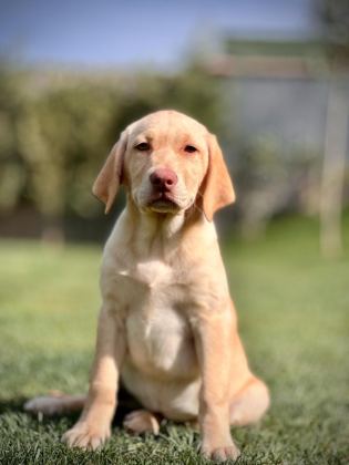 LABRADOR RETRİEVER YAVRULARI SAĞLIK VE IRK GARANTİLİ