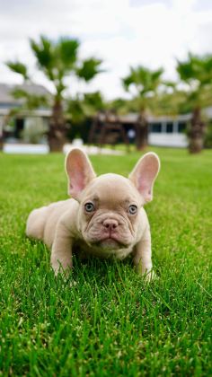 FRENCH BULLDOG YAVRULARI ÇİFTLİKTEN