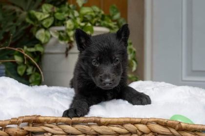 LONG HAİR BLACK ALMAN KURDU YAVRULARI