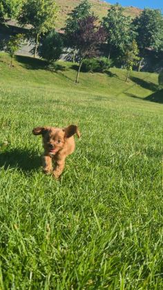 İPEKSİ TÜYLÜ NEŞE KÜPÜ MALTİPOO YAVRULARI