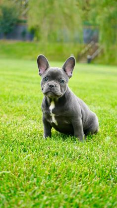 FRENCH BULLDOG YAVRULARI ÇİFTLİKTEN