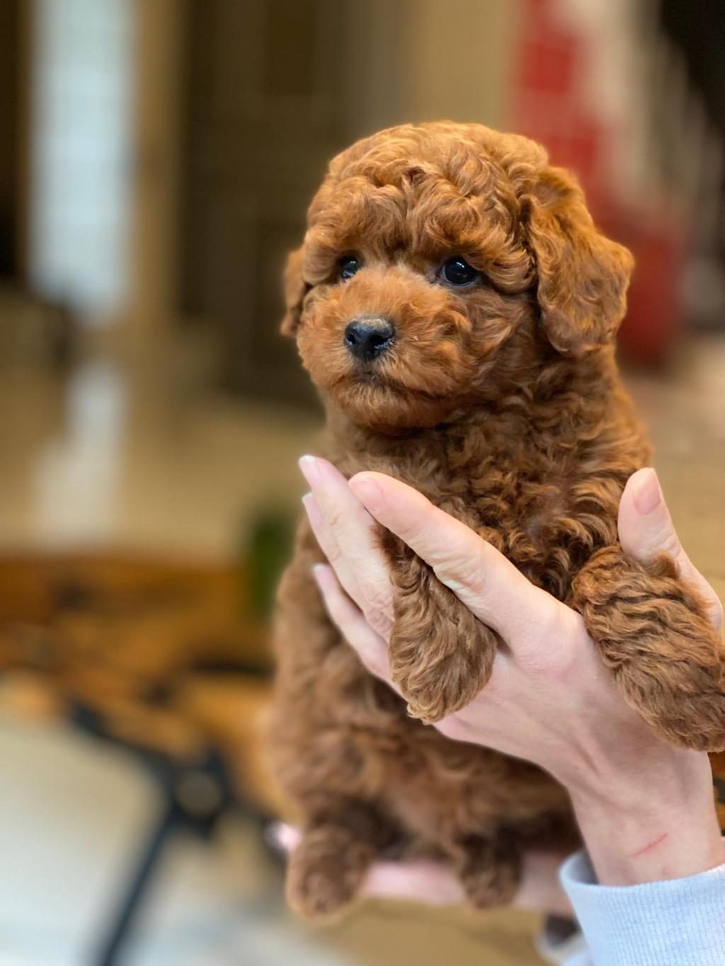 TEDDY SURAT KORE KAN POODLE YAVRULARIMIZ