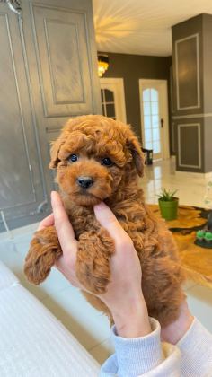 EĞİTİLEBİLİR TOY POODLE YAVRULARI İLE EVİNİZE NEŞE KATIN