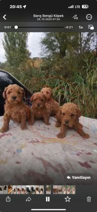 A KALİTE POODLE BEBEKLER HER RENK VAR