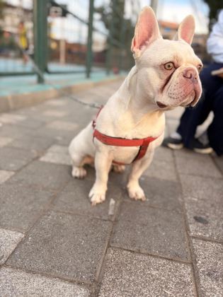 SAFKAN KALİTELİ FRANSIZ BULLDOG