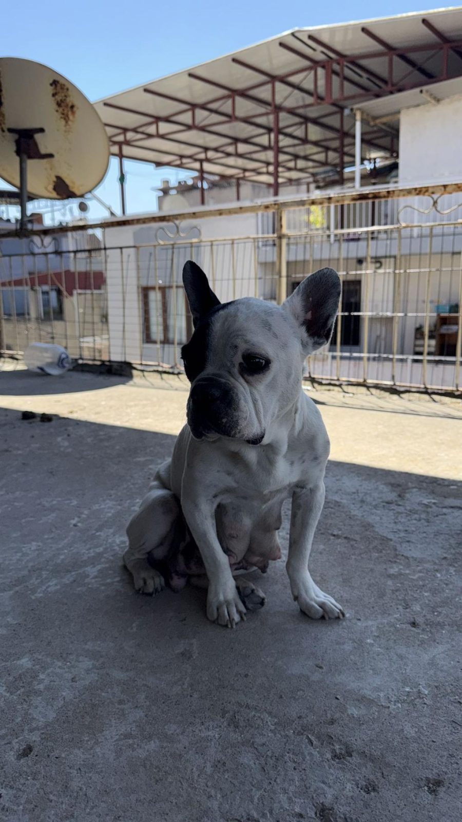 SAFKAN KALİTELİ FRANSIZ BULLDOG