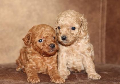 A KALİTE POODLE BEBEKLER HER RENK VAR