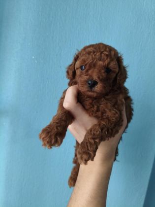 A KALİTE POODLE BEBEKLER HER RENK VAR