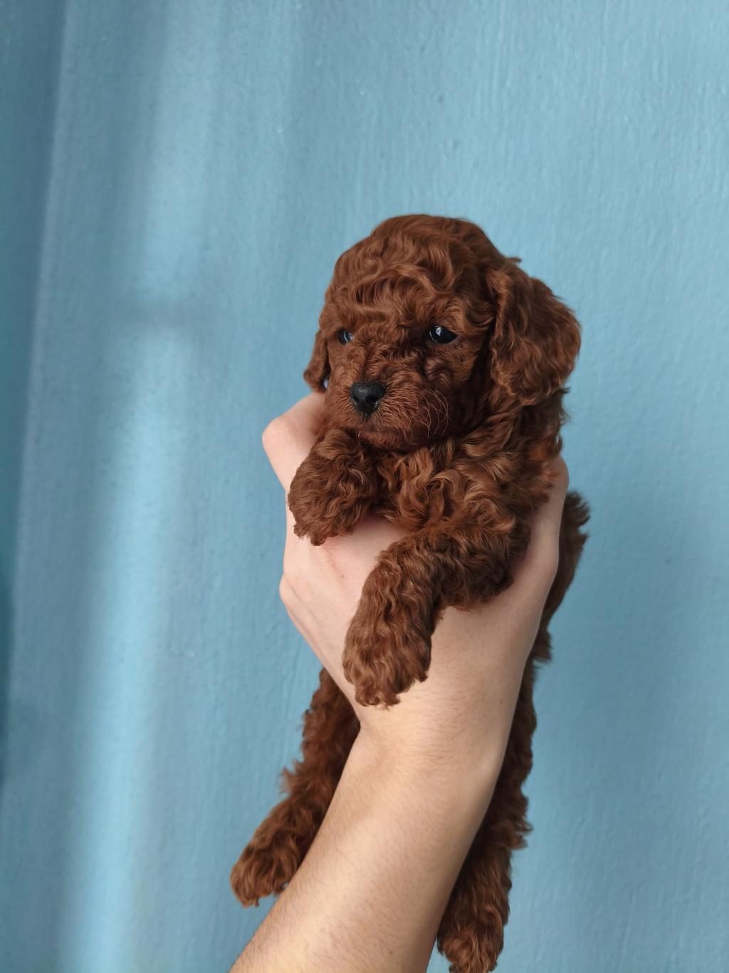 A KALİTE POODLE BEBEKLER HER RENK VAR