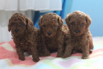 A KALİTE POODLE BEBEKLER HER RENK VAR
