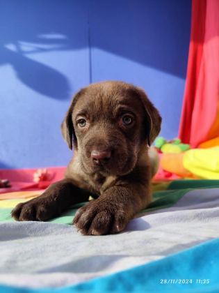 TARIM BAKANLIĞI ONAYLI A KALİTE LABRADOR YAVRULAR
