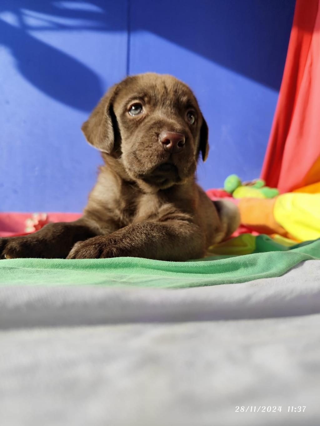 KAHVE VE SİYAH ORJİNAL LABRADOR YAVRULAR