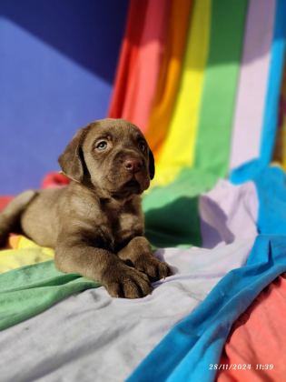 KAHVE VE SİYAH ORJİNAL LABRADOR YAVRULAR