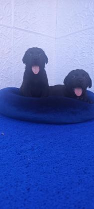 KAHVE VE SİYAH ORJİNAL LABRADOR YAVRULAR