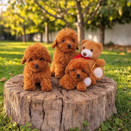 İNANILMAZ GÜZELLİKTE İNANILMAZ KALİTE TOY POODLE