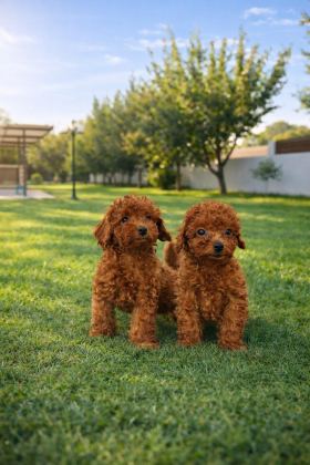 İNANILMAZ GÜZELLİKTE İNANILMAZ KALİTE TOY POODLE