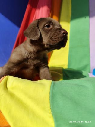 TARIM BAKANLIĞI ONAYLI A KALİTE LABRADOR YAVRULAR