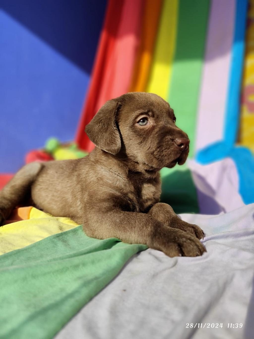 TARIM BAKANLIĞI ONAYLI A KALİTE LABRADOR YAVRULAR