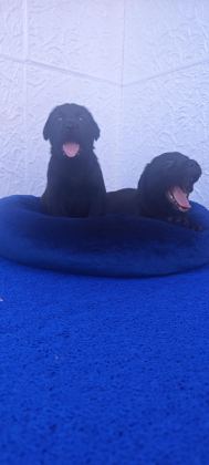 KAHVE VE SİYAH ORJİNAL LABRADOR YAVRULAR