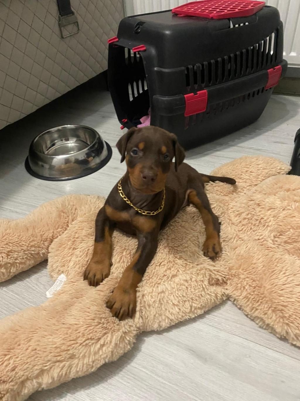 ASİL VE GÜÇLÜ DOBERMAN YAVRULAR SAHİPLERİNİ BEKLİYOR